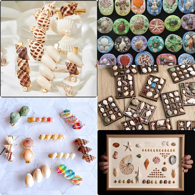 JSPYFITS 1200 PCS Sea Shells Small Mixed Beach Snail Seashells - Image 8