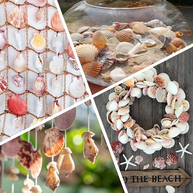 80+ Pcs Natural Seashells, Mixed Starfish Sea Shells - Image 7