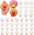 GlikCeil 50 Pcs Sea Shell for Crafting Natural Large Scallop White Oyster by GlikCeil