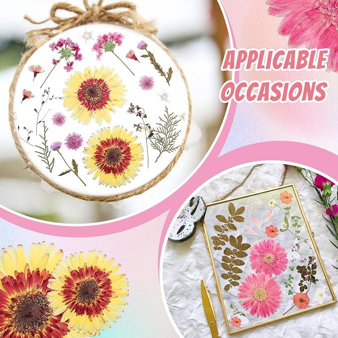 Nuanchu Dried Flower for Crafts Resin Pressed Flowers Bulk, Large Real Dried - Image 5