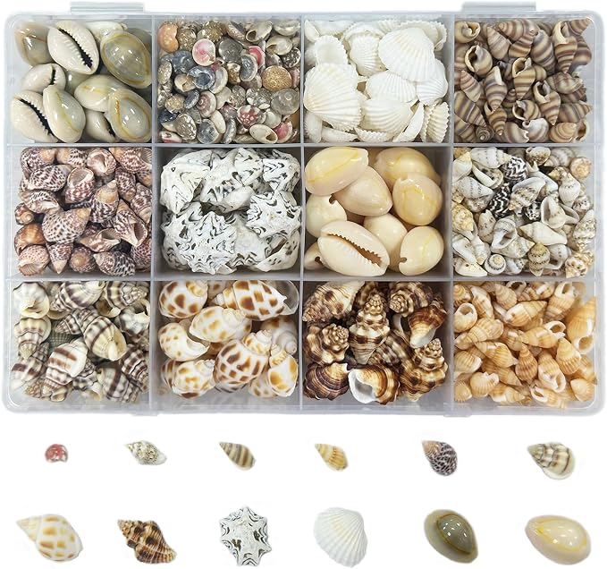 2000 PCS 12 Kinds of Tiny Sea Shells by Unknown