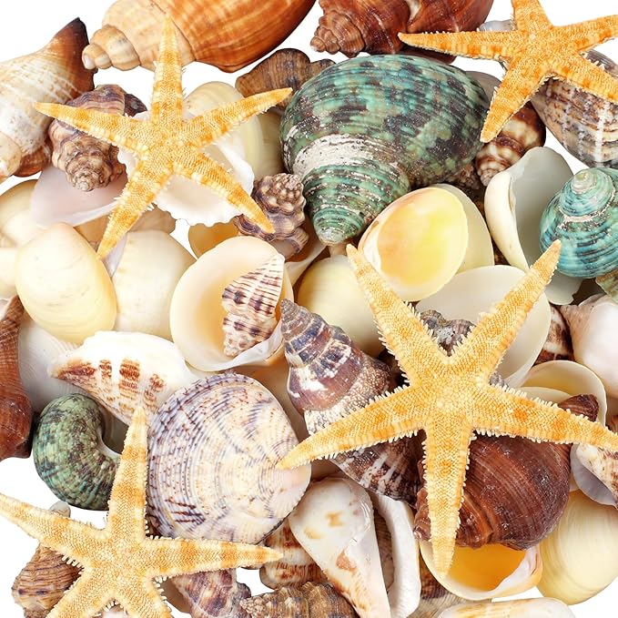 80+ Pcs Natural Seashells, Mixed Starfish Sea Shells by MOWPOG