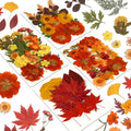 Augshy Fall Dried Pressed Flowers and Leaves by Augshy