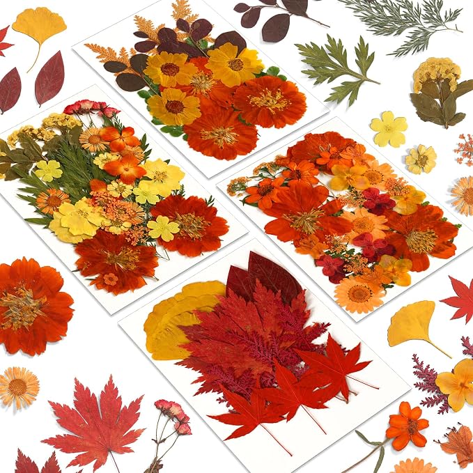 Augshy Fall Dried Pressed Flowers and Leaves by Augshy