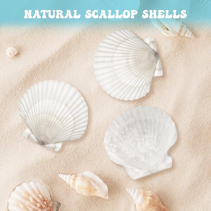 25 Pcs Large Scallop Shells for Crafts 4''-5'' White Scallop Shells Large - Image 3
