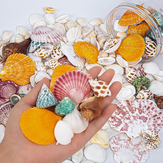 QEQEKAKA Sea Shells for Crafts - Image 3