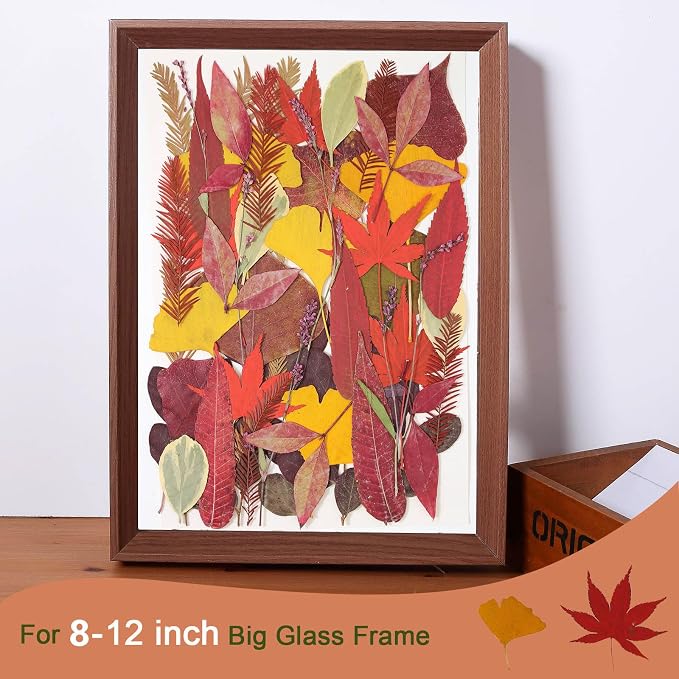 Large Bulk Fall Dried Pressed Leaves - Image 6