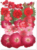 Augshy Red Dried Pressed Flowers, Pressed Red Roses Dried Flowers by Augshy