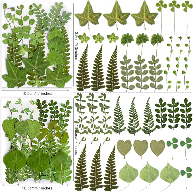 85PCS Real Green Dried Pressed Leaf Leaves, 28 Styles Greeny Mixed | 85PCS Real - Image 3