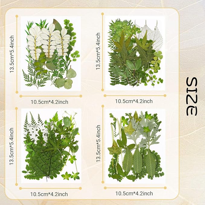 Augshy Pressed Dried Leaves Flowers, Scrapbooking - Image 2