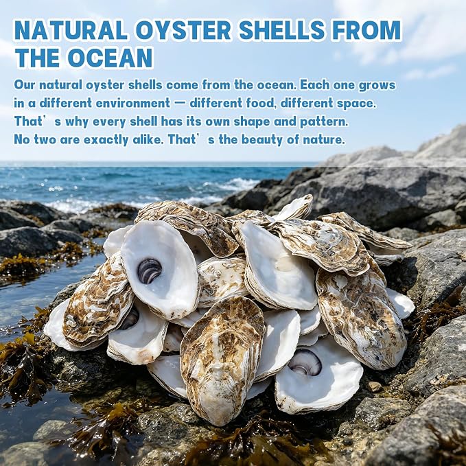 30PCS 4"-5" Flat Oyster Shells, Large Natural Oyster Shells - Image 6