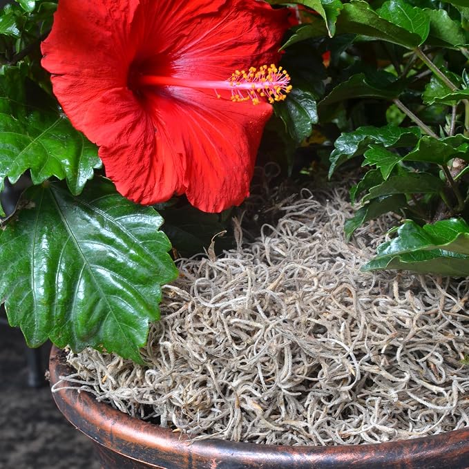Mosser Lee Spanish Moss – Natural Decorative Moss - Image 12