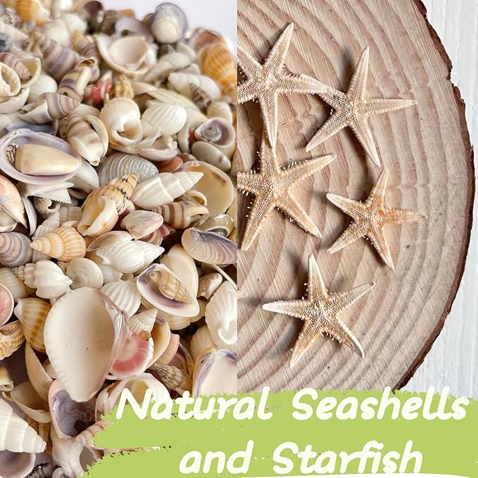 1200 PCS Tiny Sea Shells &10 Small Starfish - Image 3