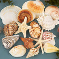 JQAQJU Sea Shells for Decorating 15PCS Large Seashells Starfish Conch for Beach by JQAQJU