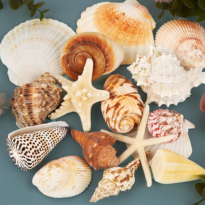 JQAQJU Sea Shells for Decorating 15PCS Large Seashells Starfish Conch for Beach by JQAQJU