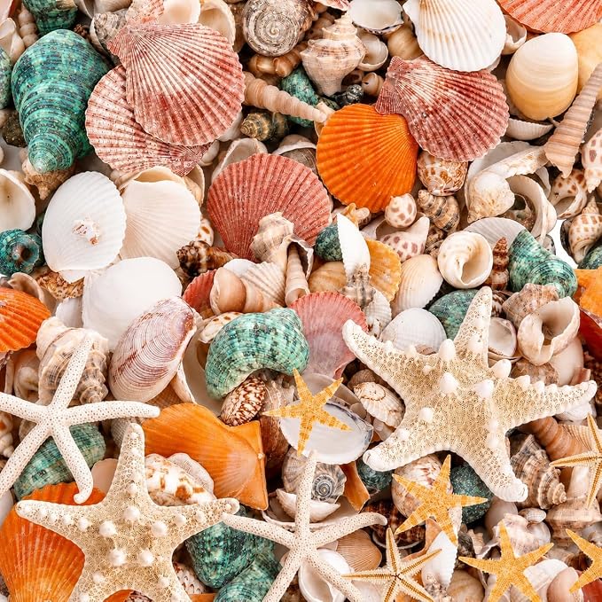 WEOXPR Mixed Seashells & Starfish Decor by WEOXPR