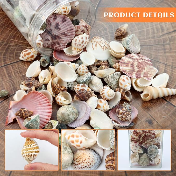 WEOXPR 200 Pcs Sea Shells Bulk Mixed Ocean Beach Seashells - Image 3