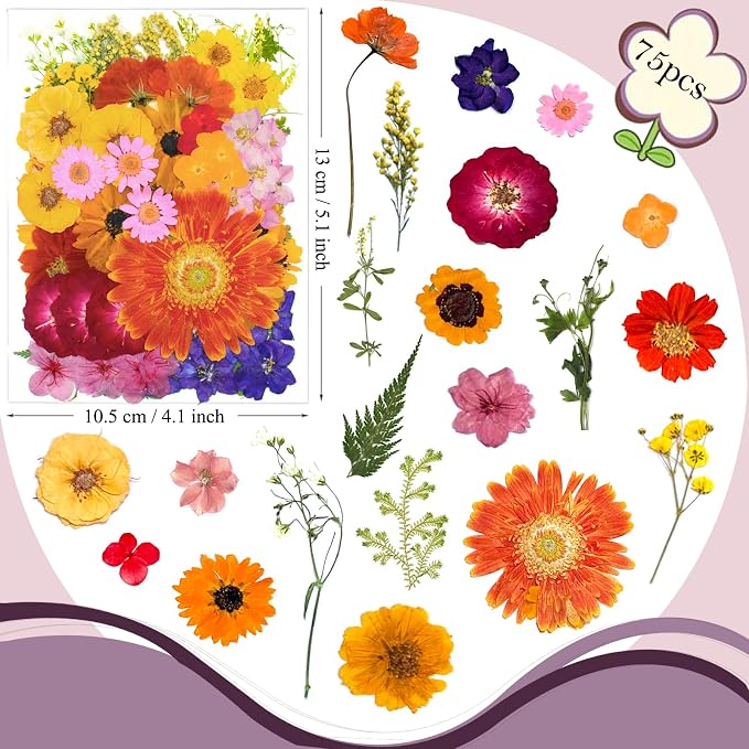 76 Pcs Orange Dried Pressed Flowers - Image 6