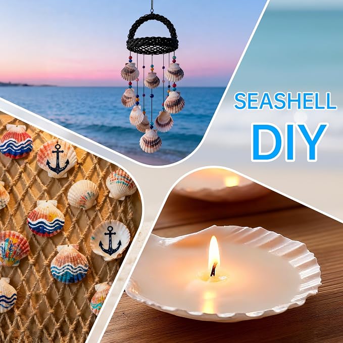 ReePlan 30PCS Large Scallop Shells - Image 5