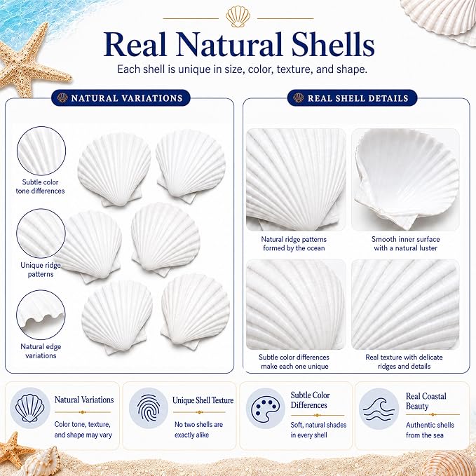 Cizavanta 15 Pack Large Scallop Shells - Image 7
