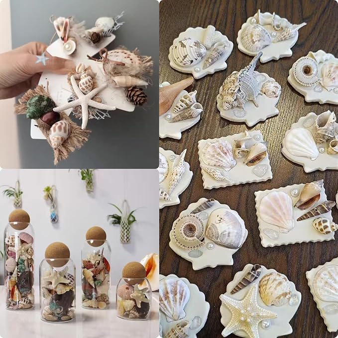 JSPYFITS Sea Shells Mixed Beach Seashells 20 Kinds, 1.5"-5.5" Various Sizes - Image 8