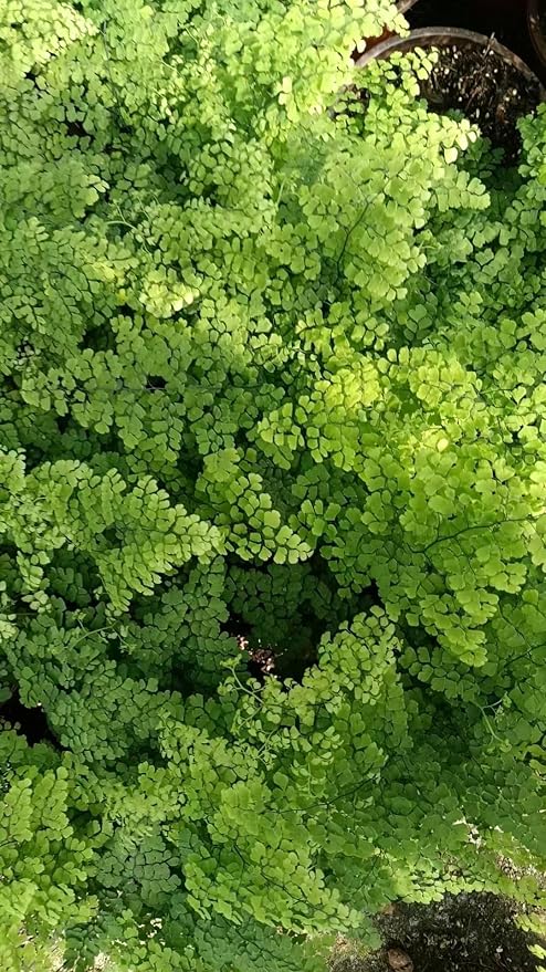 55 Pcs Green Leaves Ferns Dried Pressed Flowers - Image 9