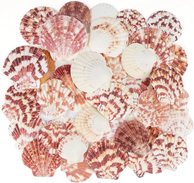 30 PCS+ Scallop Shells Natural Seashell, 1.5"-2.5" Natural Scallop Shells Small by Unknown