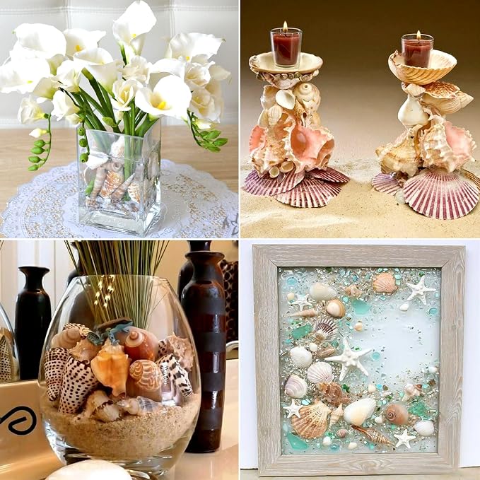 Natural Sea Shell Mixed Ocean Shells Set - Image 6