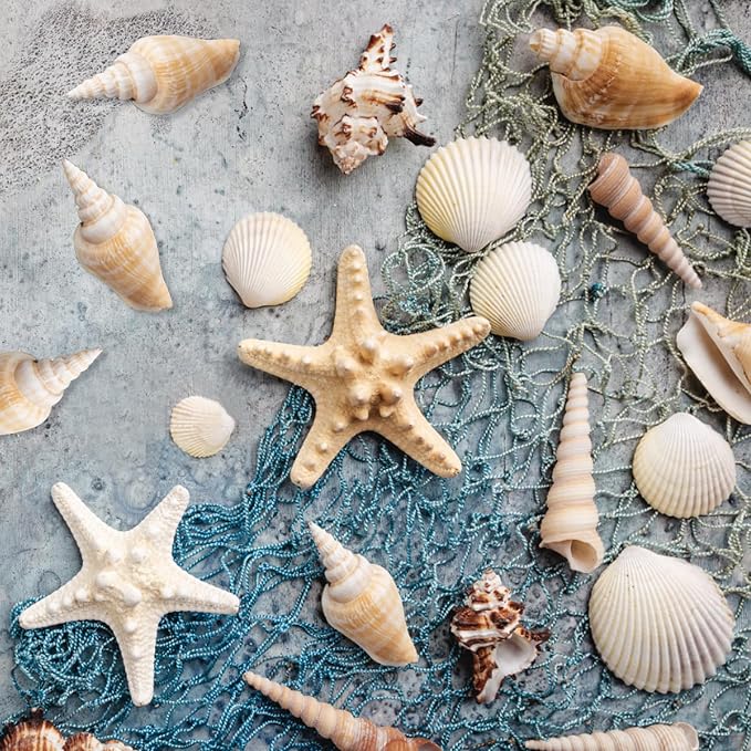 25 PCS+ Small Conch Shells Natural Sea Shells, Fish Tank and Vase Filler - Image 5