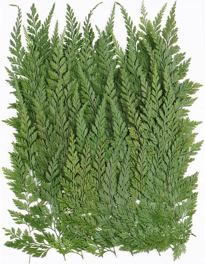 50Pcs Green Leaves Dried Pressed Flowers by Unknown