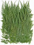 50Pcs Green Leaves Dried Pressed Flowers by Unknown