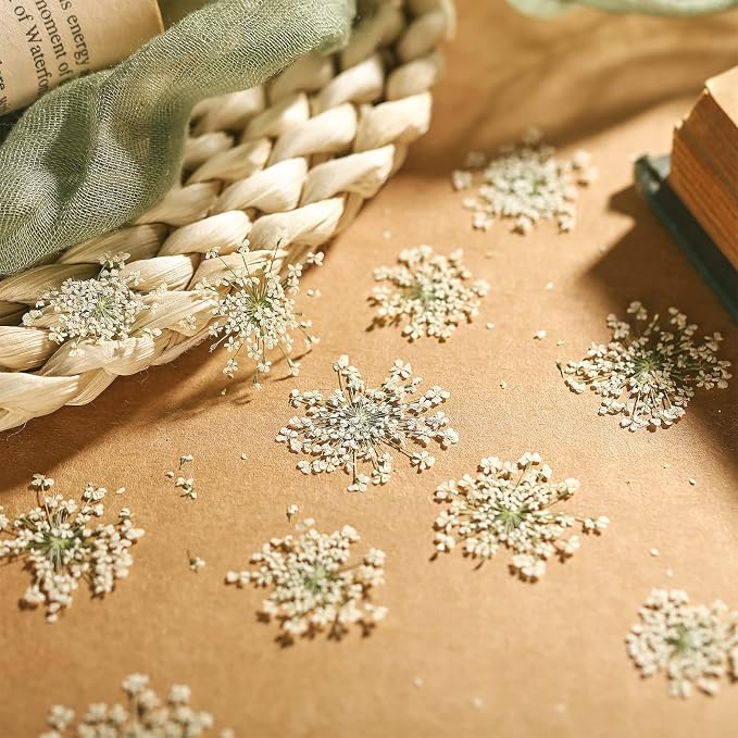 200 Pcs Pressed Dried Flowers for Resin Art Ammi Majus Natural Pressed Dried - Image 2