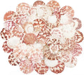 48 PCS Scallop Shells Natural Seashell, Fish Tank and Vase Filler by Unknown