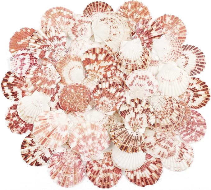 48 PCS Scallop Shells Natural Seashell, Fish Tank and Vase Filler by Unknown