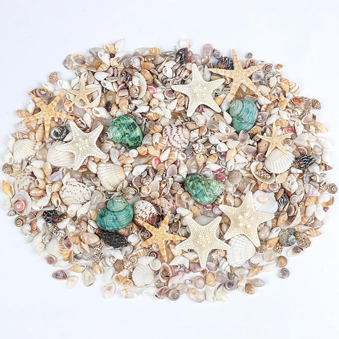 Fangoo 1500 Pieces Small Sea Shells Conch Natural Starfish Mixed Agate Pebble - Image 3