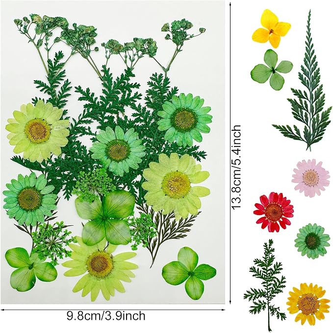 Woohome Natural Dried Pressed Flowers Leaves - Image 5