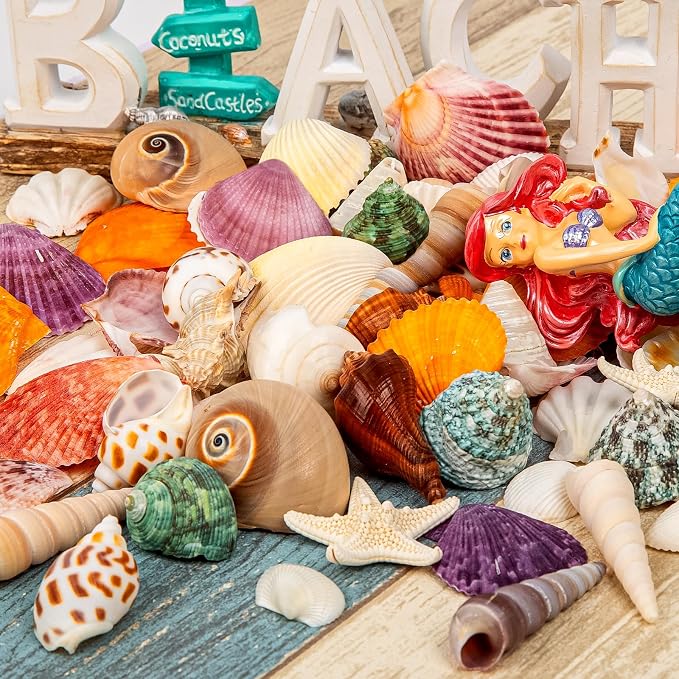 Sea Shell Mixed Ocean Shells Set, 15 Kinds 1.2"-2.7" Various Sizes Natural - Image 2