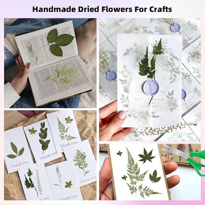 12“ Large Bulk Summer Dried Pressed Flowers - Image 3