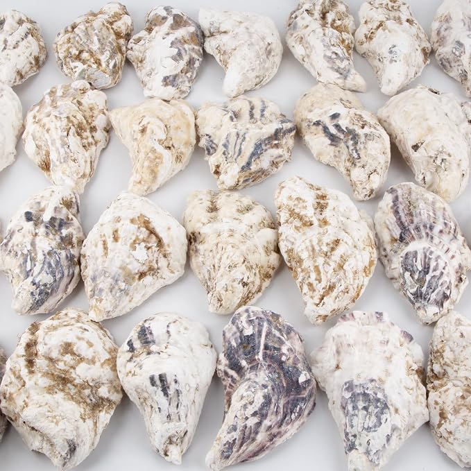 QEQEKAKA 30PCS Oyster Shells Flat & Concave 5"-6" Extra Large Oyster Shells - Image 4