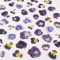 60Pcs Dried Pressed Pansies Flowers by LGFMGWH