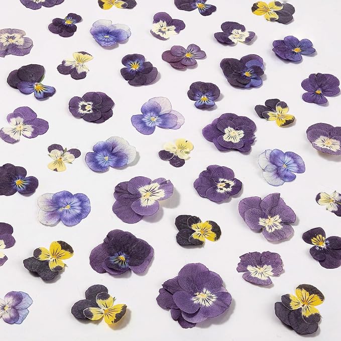 60Pcs Dried Pressed Pansies Flowers by LGFMGWH