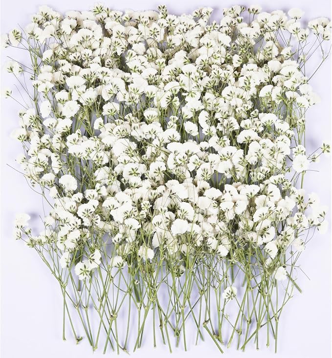 100Pcs White Babys Breath Dried Pressed Flowers by Unknown