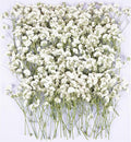 100Pcs White Babys Breath Dried Pressed Flowers by Unknown
