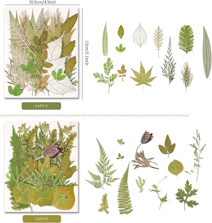 100 PCS Real Pressed Dried Leaves - Image 4