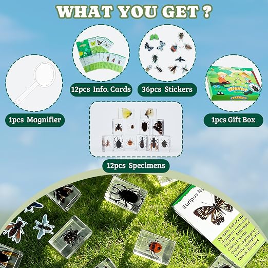 12 PCS Real Insect Resin Specimen, Science Education Bug Collection | Preserved - Image 2
