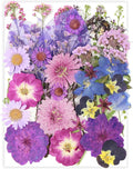 40 Pcs Purple Dried Pressed Flowers Real Natural by Unknown
