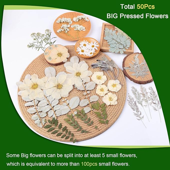 12“ Large Dried Pressed Flowers - Image 3