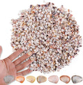 PPCLION 1000 Pcs Natural Tiny Small Sea Shells Colorful Clam Shells by PPCLION