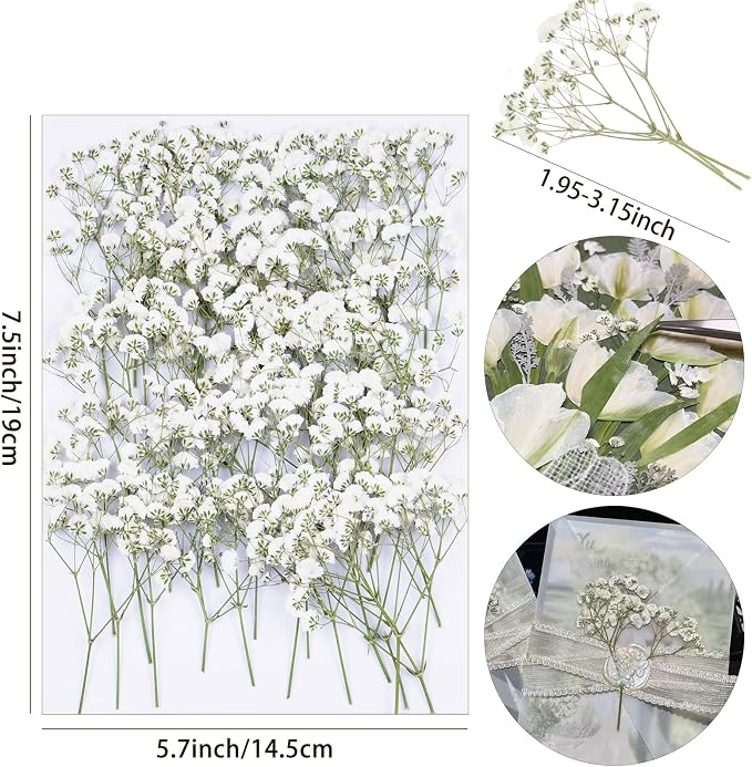 50Pcs Babys Breath Dried Pressed Flowers - Image 2