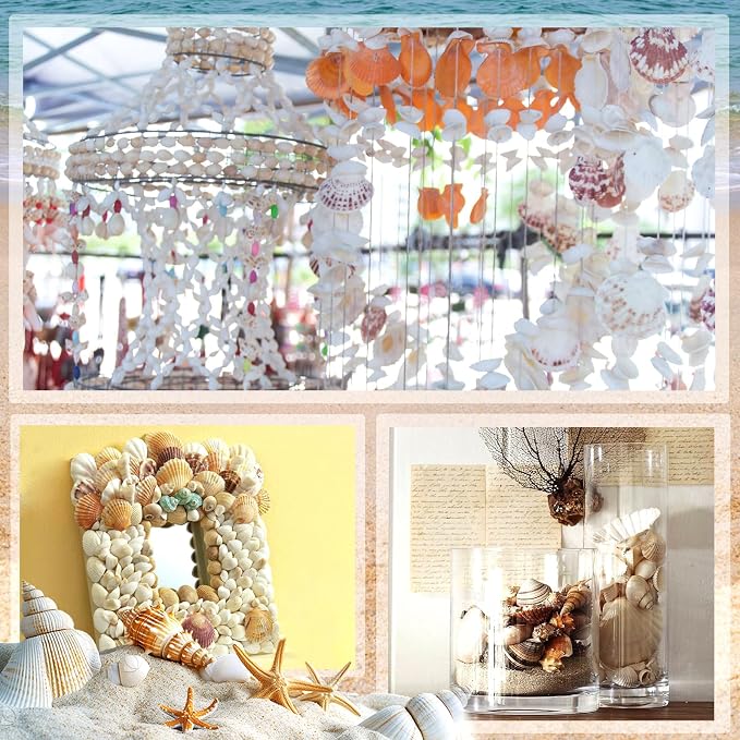 Sea Shell Mixed Ocean Shells Set, 15 Kinds 1.2"-2.7" Various Sizes Natural - Image 7